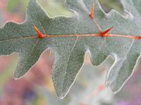 Solanum pyracanthos (fam Solanacees) (Madagascar) (ph Lyon, Parc de la tete d'or) (4) (Photo F. Mrugala)